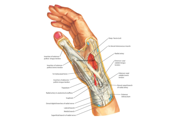 Hand en pols: van anatomie naar gewrichtsbescherming (online-boek-pdf) - Image 3